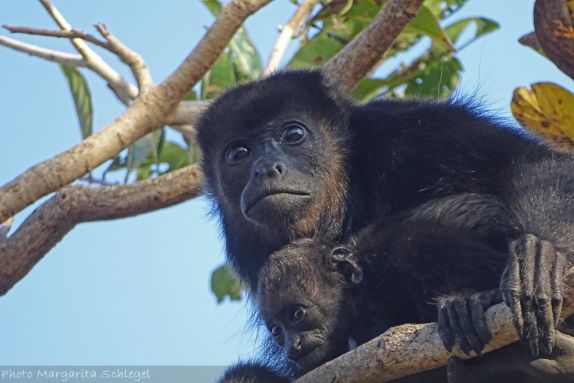 Mono Congo