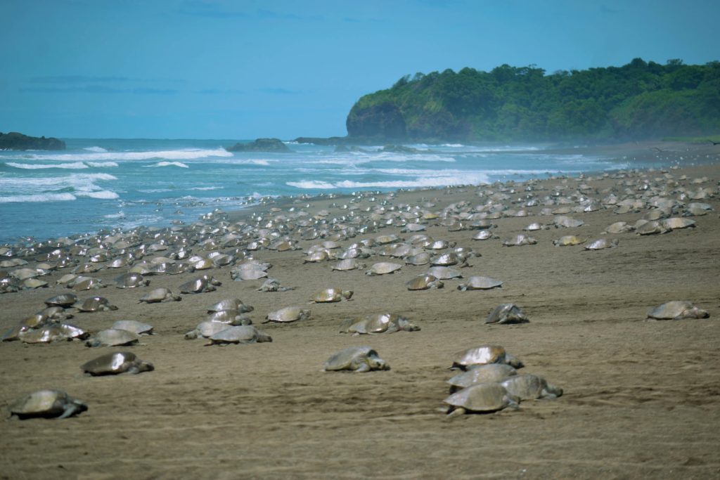 Tortugas