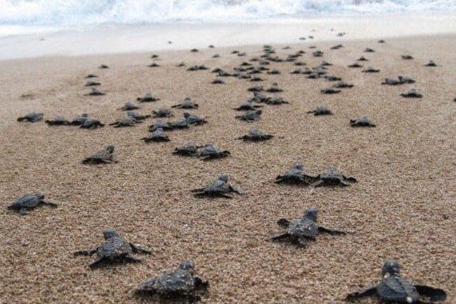 Bebe tortugas
