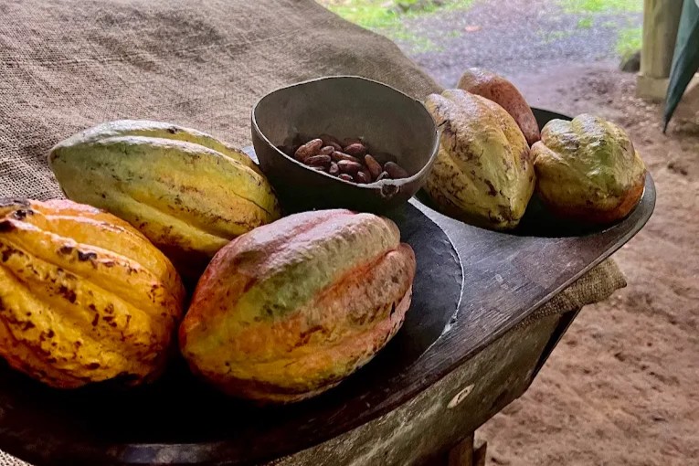 Cacao