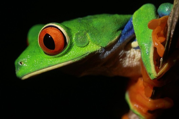 Rana