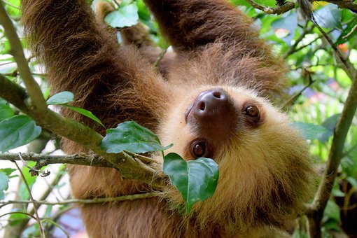 Sloth2