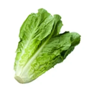 Romain lettuce